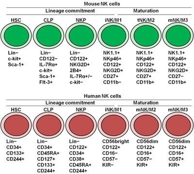 Frontiers | Molecular Regulation Of NK Cell Maturation